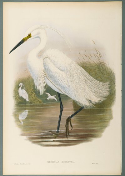 Garzetta da John Gould