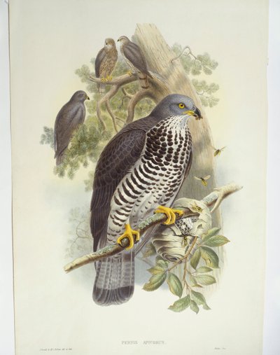 Pernice (Pernis apivorus), illustrazione da John Gould