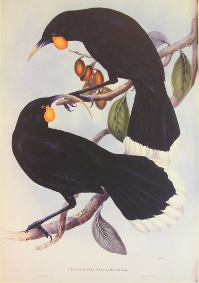 Illustrazione della coppia Huia da John Gould