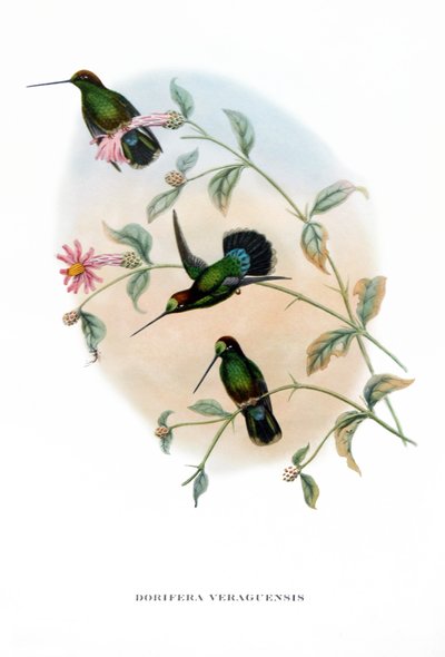 Colibrì - Veruguan Lance-Bill, uccelli dalla Costa Rica, incisione dal libro di John Gould (1804-1881) "Uccelli tropicali" da John Gould
