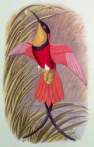 Colibrì: Topazio Cremisi, tavola 23 da 