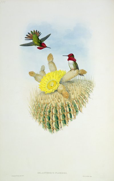Colibrì, inciso da Walter e Cohn da John Gould