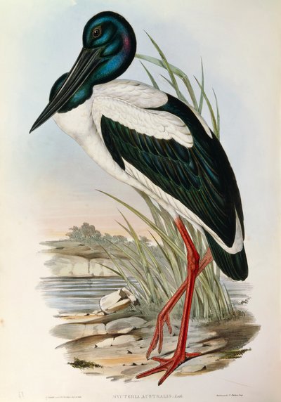 Illustrazione da "The Birds of Australia" di John Gould rappresentante Black-necked Stork Ephippiorhynchus asiaticus da John Gould
