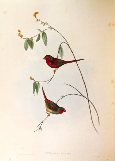 Illustrazione da "The Birds of Australia" di John Gould che rappresenta il Fringuello cremisi Neochmia phaeton, incisione colorata da John Gould