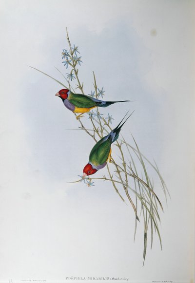Illustrazione da "Gli Uccelli dell
