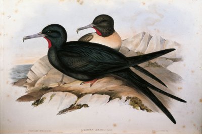 Illustrazione da "The Birds of Australia" di John Gould rappresentante Lesser Frigatebird Fregata ariel, di Oscar Dressler da John Gould