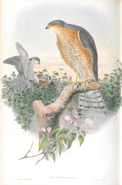 Illustrazione di Accipiter Nisis (Sparviero) da John Gould