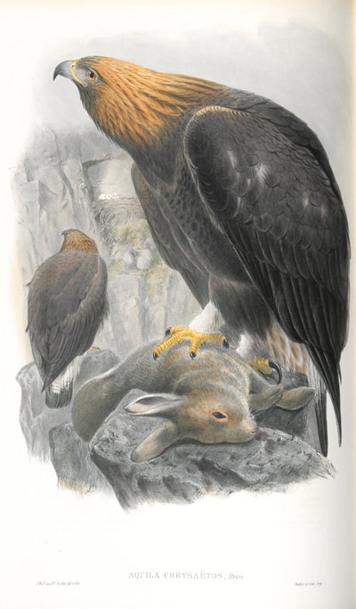 Illustrazione di Aquila Chrysaetos (Aquila Reale) da John Gould