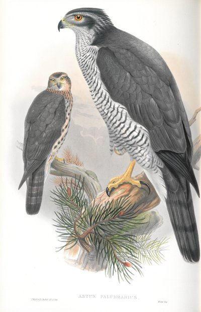 Illustrazione di Astur Palumbarius (Astore) da John Gould