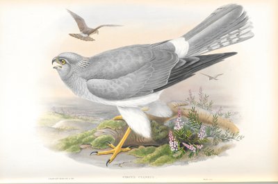Illustrazione di Circus Cyaneus (Falco di palude) da John Gould