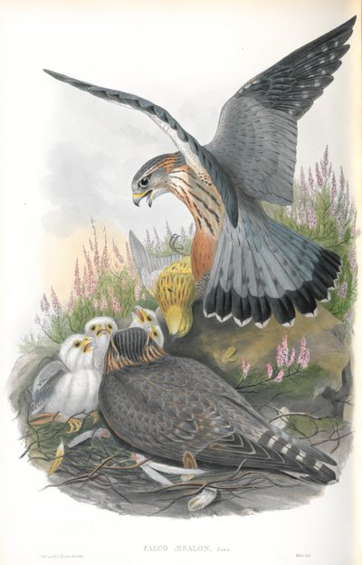 Illustrazione di Falco Aesalon (Falco smeriglio) da John Gould