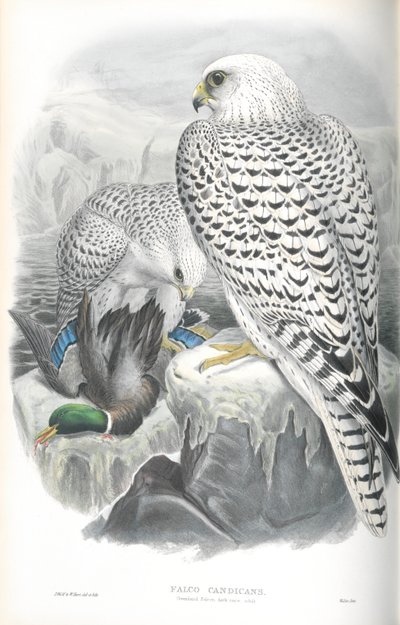 Illustrazione di Falco Candicans (Falco della Groenlandia Razza Scura) da John Gould