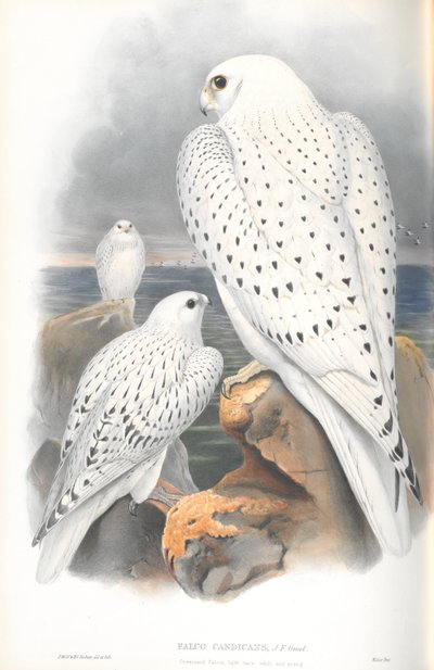 Illustrazione di Falco Candicans (Falco della Groenlandia Razza Chiara) da John Gould