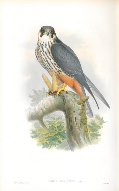 Illustrazione di Falco Subbuteo (Falco lodolaio) da John Gould