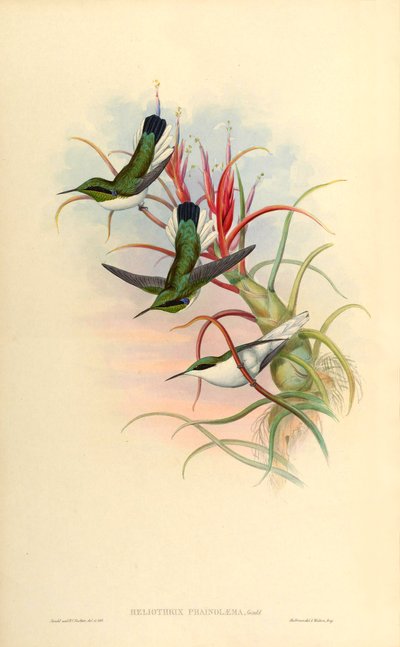 Illustrazione di Heliothrix phainolaema (= Heliothryx auritus phainolaemus) (colibrì) su Tillandsia bulbosa (bromeliacea) da John Gould