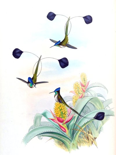 Illustrazione di Loddigesia mirabilis (colibrì) su Aechmea mertensii (come sin. A. mucroniflora) (bromeliacea) da John Gould