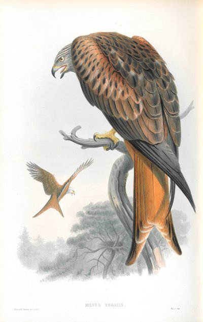 Illustrazione di Milvus Regalis (Nibbio reale) da John Gould