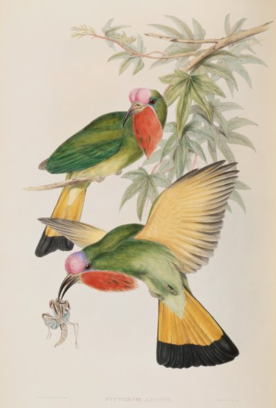 Martin pescatore (Nyctiornis Amictus) da Uccelli d
