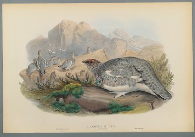 Lagopus Mutus, piumaggio autunnale: Pernice bianca da John Gould