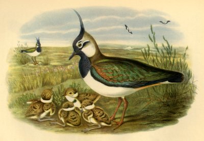 Pavoncella e Giovane, 1865, 1942 da John Gould