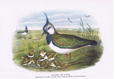 Pavoncella con i piccoli, Nature in Britain pubblicato da Collins, 1946 da John Gould