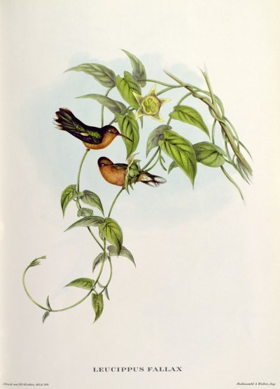 Leucippo Fallace da John Gould