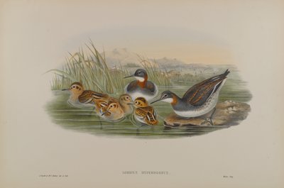Falaropo beccolargo da John Gould