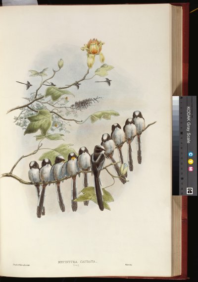 Cincia dal Lungo Codino da John Gould