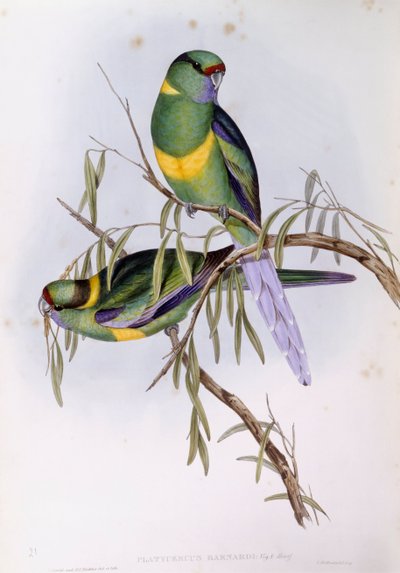 Parrocchetto mallee (Platycercus barnardi), incisione di John Gould da John Gould