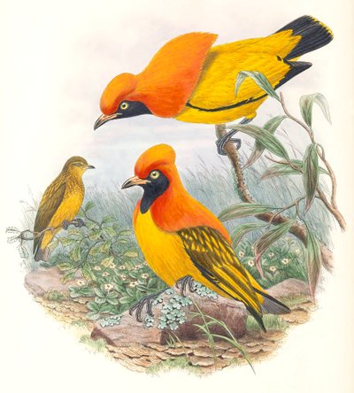 Falco mascherato da John Gould