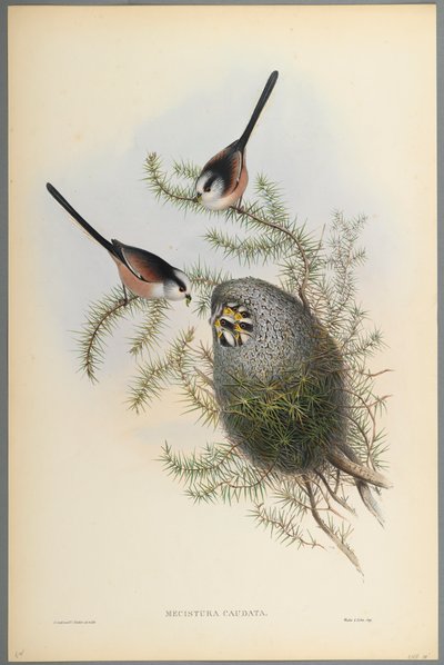 Mecistura Caudata - Cincia dal lungo codino da John Gould