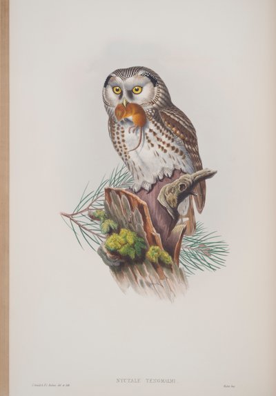 Nyctale Tengmalmi, tavola da The Birds of Great Britain di John Gould, pubblicato 1862-73 da John Gould