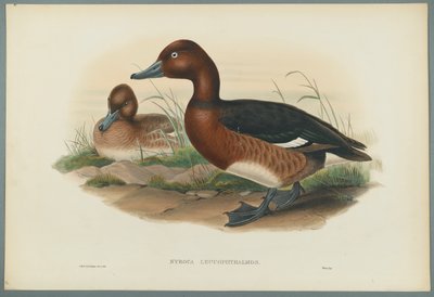 Moretta tabaccata da John Gould
