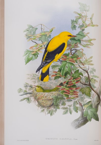 Oriolus Galbula, tavola da The Birds of Great Britain di John Gould, pubblicato 1862-73 da John Gould