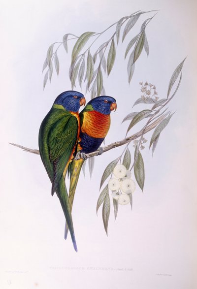 Lorichetti ornato (Trichoglossus ornatus), incisione di John Gould da John Gould