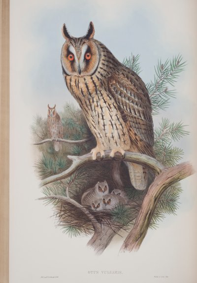 Otus Vulgaris, tavola da The Birds of Great Britain di John Gould, pubblicato 1862-73 da John Gould