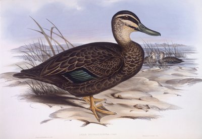 Anatra nera del Pacifico (Anas superciliosa), incisione di John Gould da John Gould