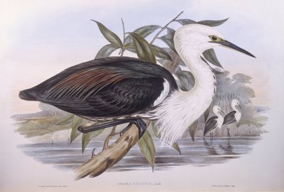 Airone del Pacifico (Ardea pacifica), incisione di John Gould da John Gould