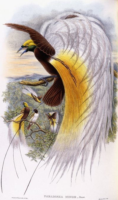 Paradisaea Minor da John Gould