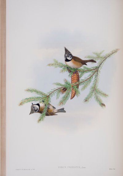 Parus Cristatus, tavola da The Birds of Great Britain di John Gould, pubblicato 1862-73 da John Gould