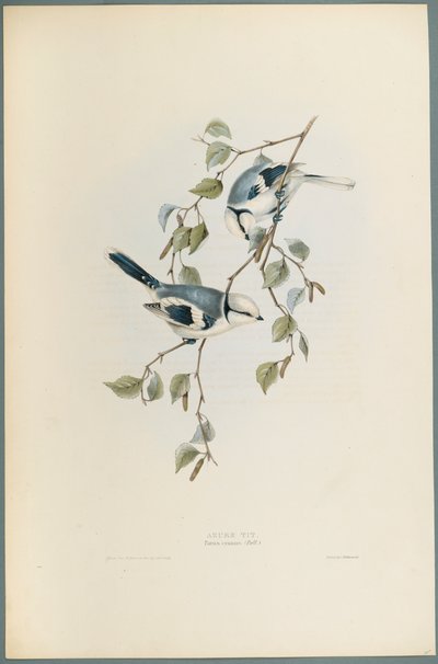 Cinciarella azzurra da John Gould