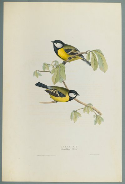 Cinciallegra da John Gould