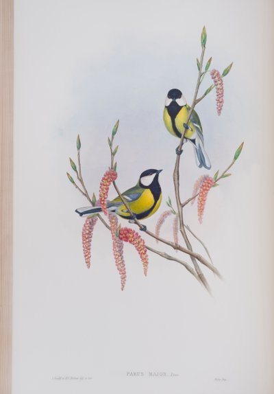Parus Major, tavola da The Birds of Great Britain di John Gould, pubblicato 1862-73 da John Gould