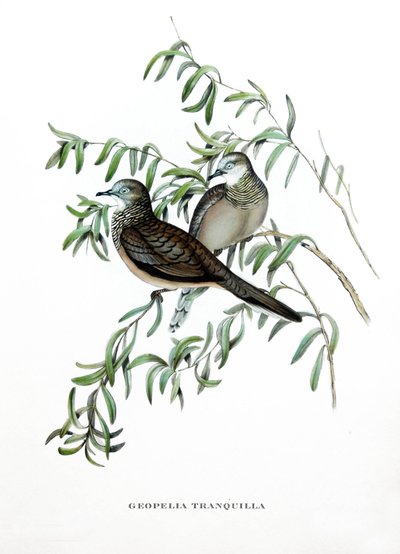 Colomba pacifica, uccelli dall