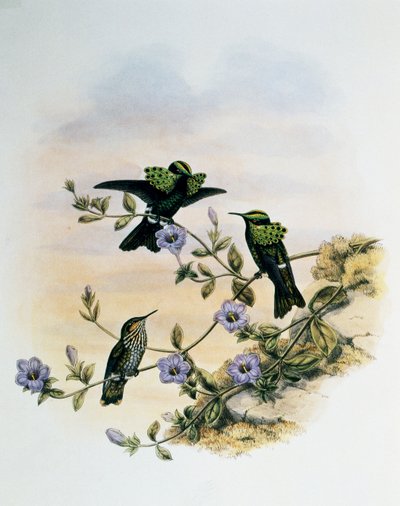 Coquette del pavone (Lophornis pavoninus), incisione da Monograph of Trochilidae or Humming Birds (1849-1861), di John Gould (1804-1881), Regno Unito da John Gould