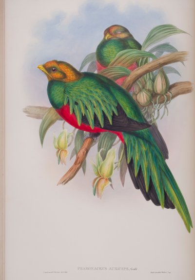 Pharomacrus Auriceps, tavola da The Birds of Great Britain di John Gould, pubblicato 1862-73 da John Gould