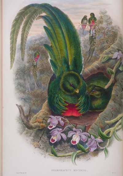 Pharomacrus Mocinno, tavola da The Birds of Great Britain di John Gould, pubblicato 1862-73 da John Gould