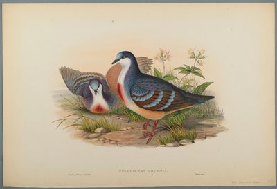 Colomba sanguinosa da John Gould