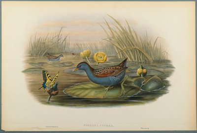 Schiribilla grigiata da John Gould
