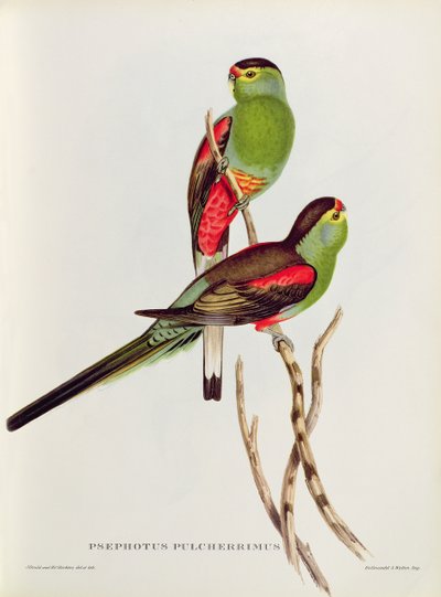 Psephotus Pulcherrimus da John Gould